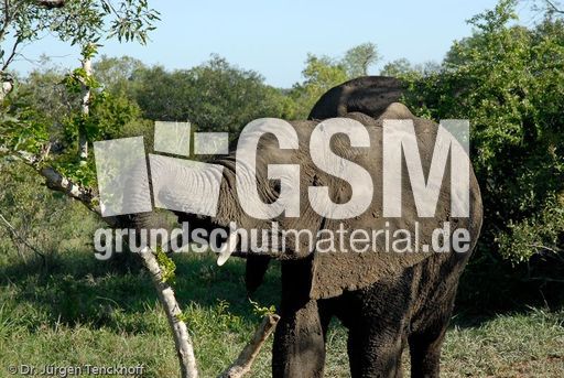 Afrikanischer Elefant (60 von 131).jpg